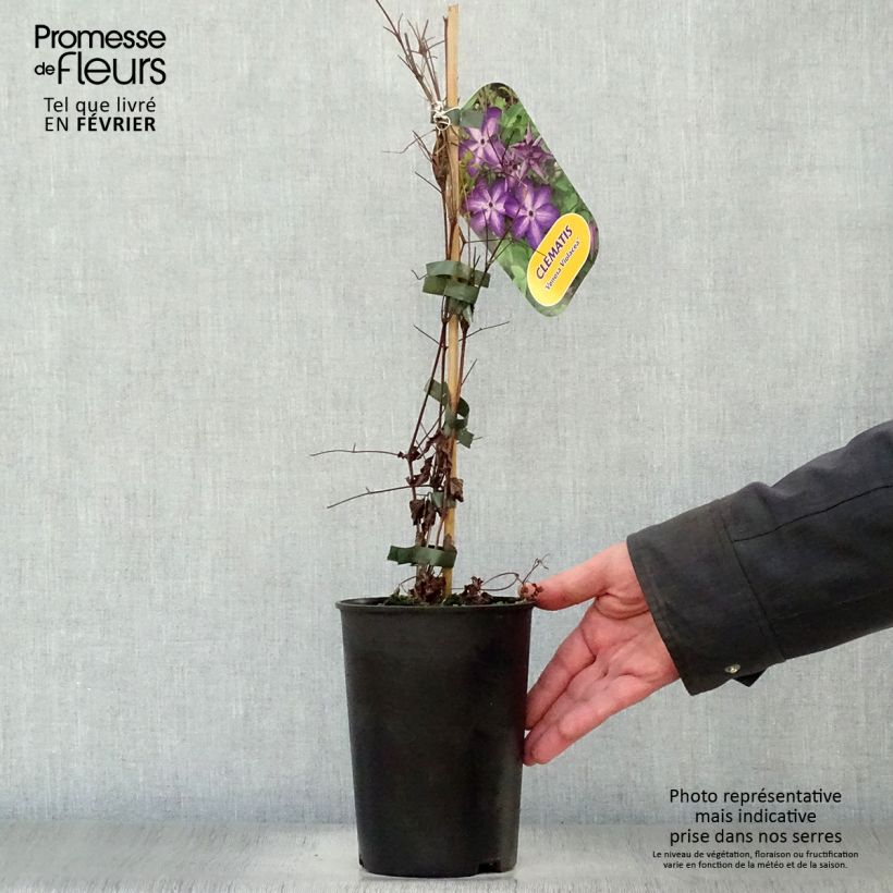 Clematis florida Venosa Violacea Maceta 2L/3L Ejemplar entregado en invierno