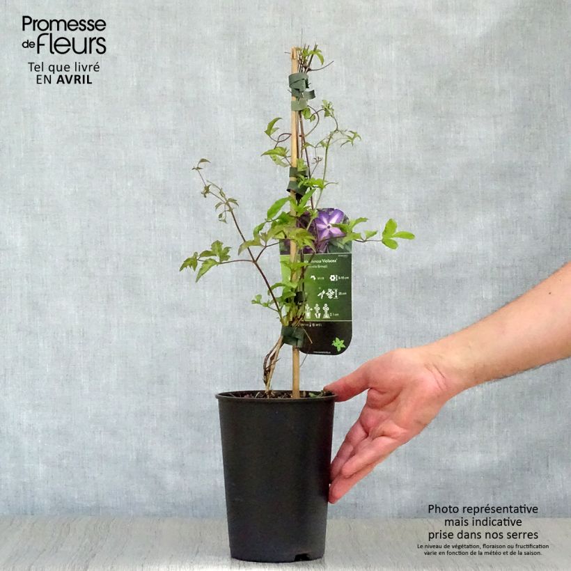 Clematis florida Venosa Violacea Maceta 2L/3L Ejemplar entregado en la primavera