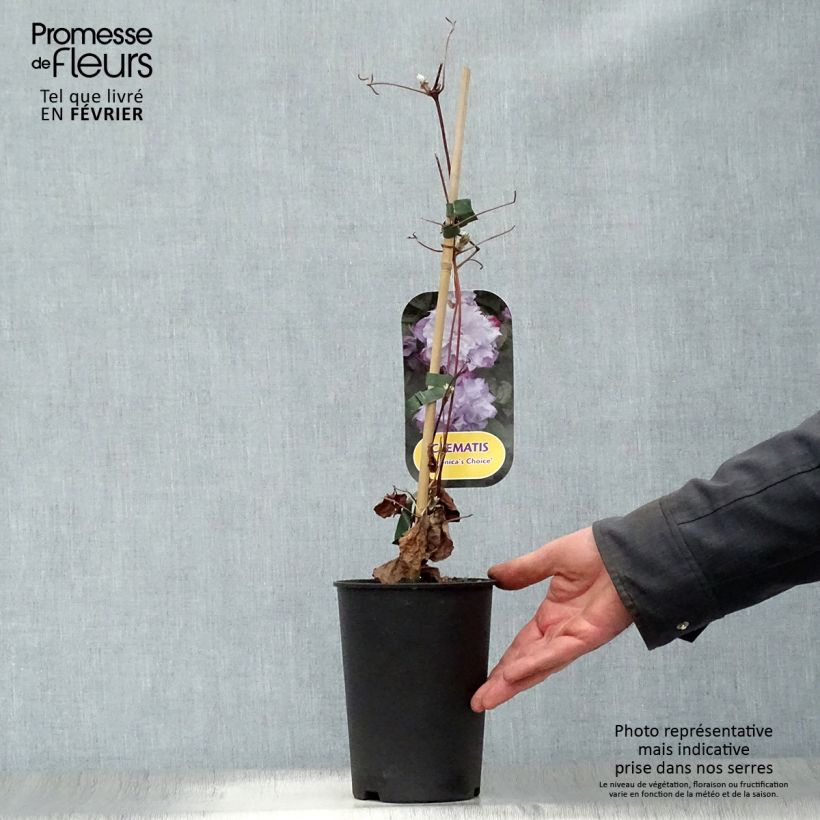 Clematis Veronica's Choice Maceta 2L/3L Ejemplar entregado en invierno