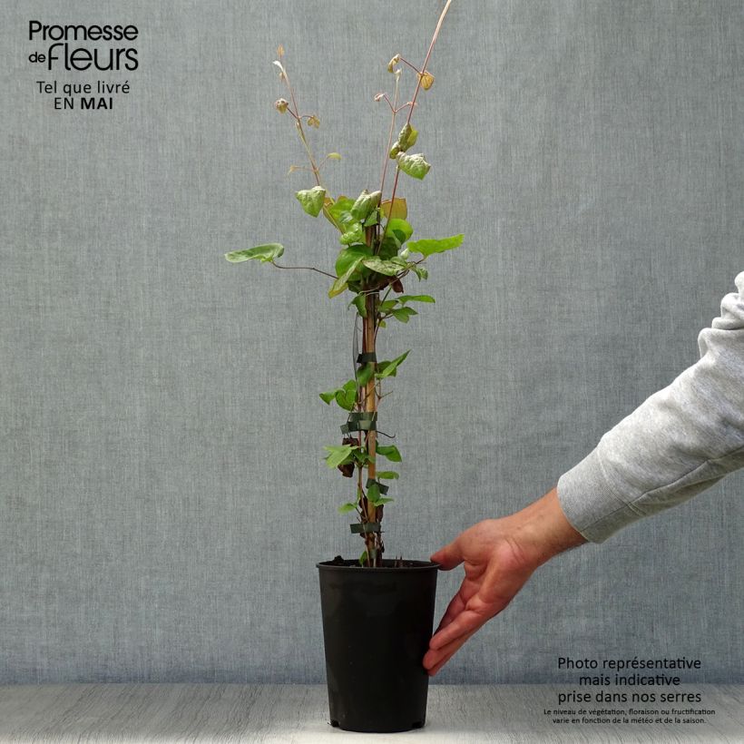 Clematis Veronica's Choice Maceta 2L/3L Ejemplar entregado en la primavera