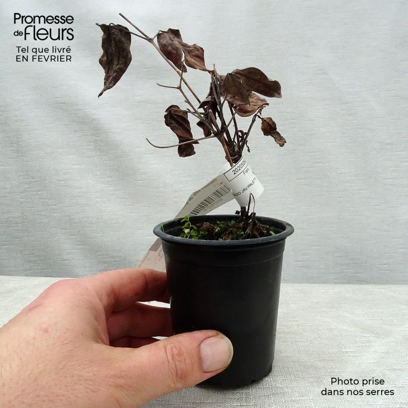 Clematis Ville de Lyon Maceta de 8/9 cm Ejemplar entregado en invierno