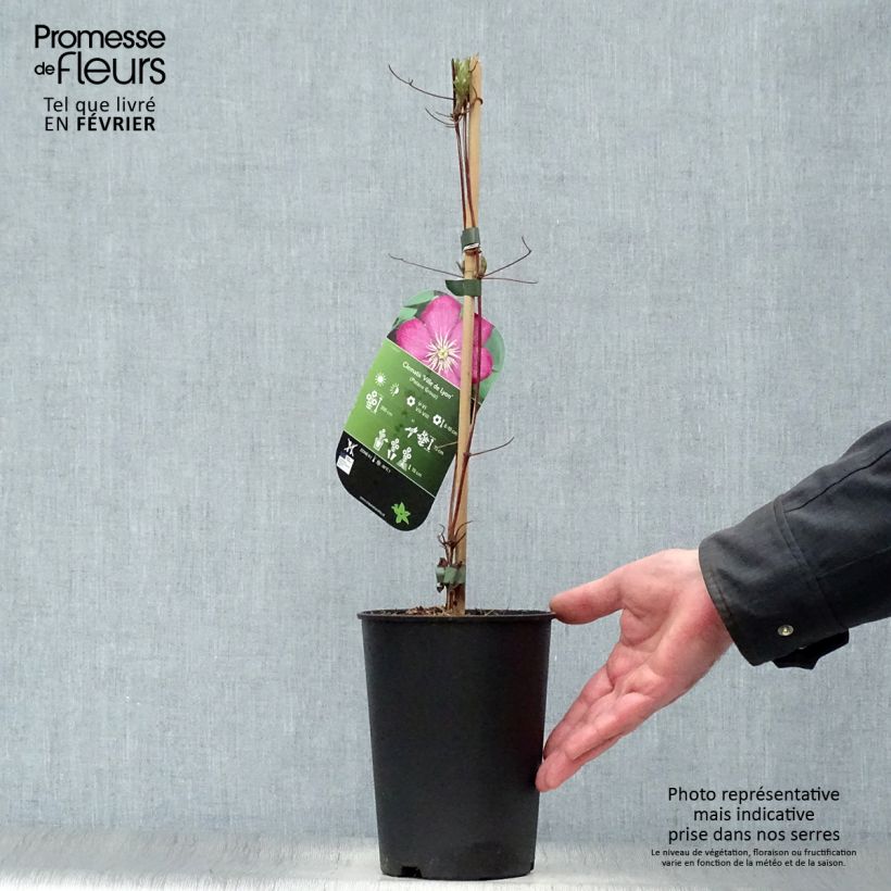 Clematis Ville de Lyon Maceta 1,5L/2L Ejemplar entregado en invierno