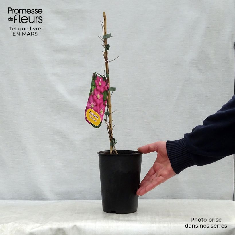 Clematis Ville de Lyon Maceta 1,5L/2L Ejemplar entregado en la primavera