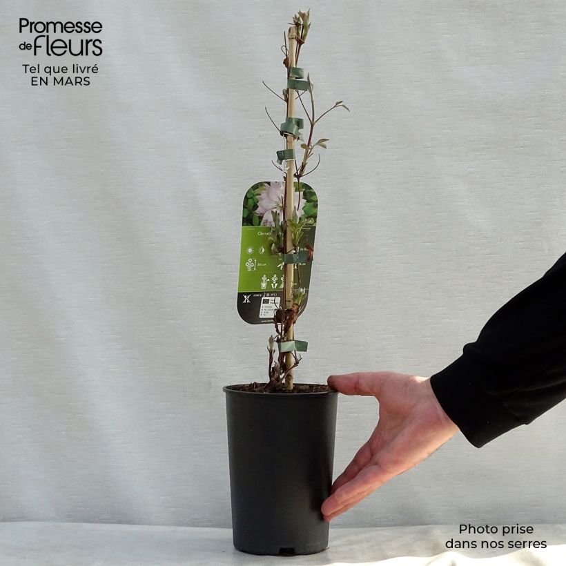 Clematis Violet Elisabeth Maceta 2L/3L Ejemplar entregado en la primavera