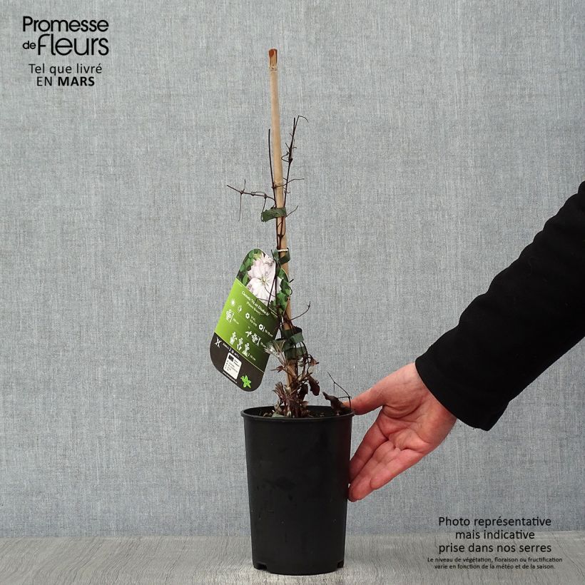 Clematis Violet Elisabeth Maceta 2L/3L Ejemplar entregado en invierno