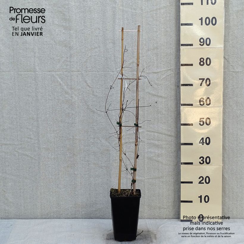 Clematis Viva Polonia Maceta 2L/3L Ejemplar entregado en invierno