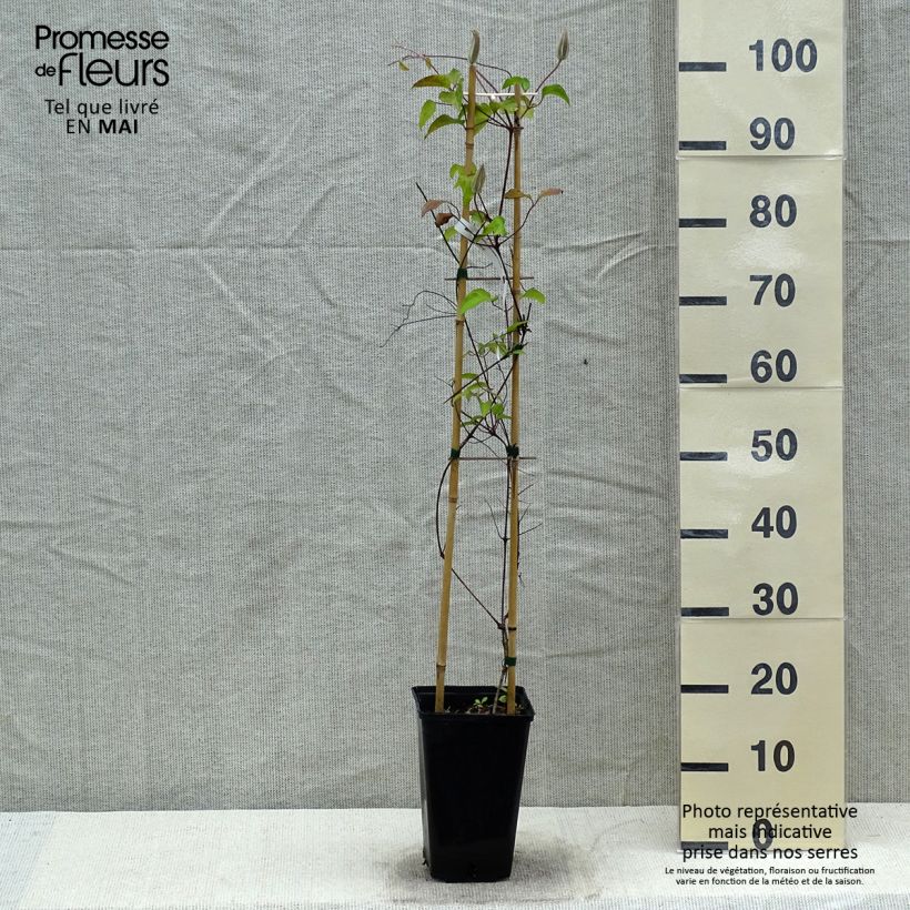 Clematis Viva Polonia Maceta 2L/3L Ejemplar entregado en la primavera