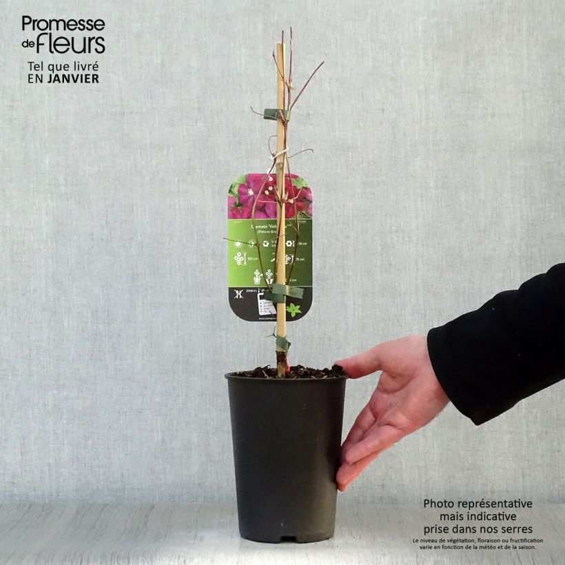 Clematis Voluceau Maceta 2L/3L Ejemplar entregado en invierno