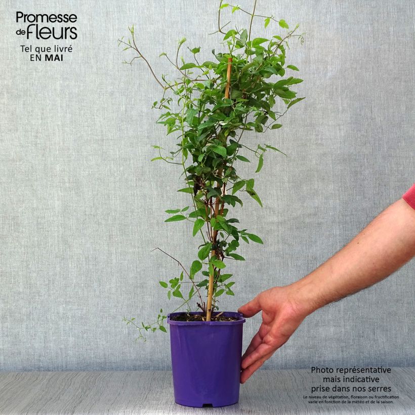 Clematis Vyvyan Pennell Maceta 2L/3L Ejemplar entregado en la primavera