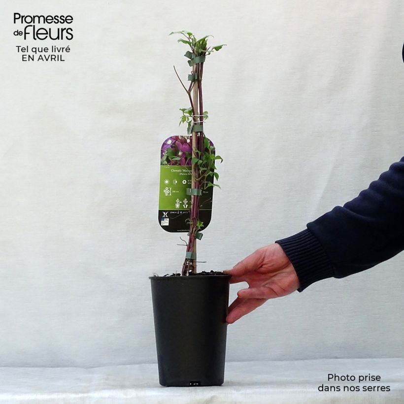 Clematis Warszawska Nike Maceta 2L/3L Ejemplar entregado en la primavera