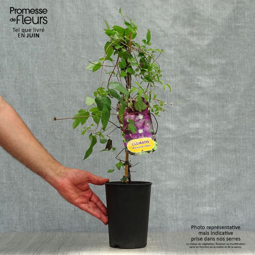 Ejemplar de Clematis Warszawska Nike Maceta 2L/3L entregado en verano