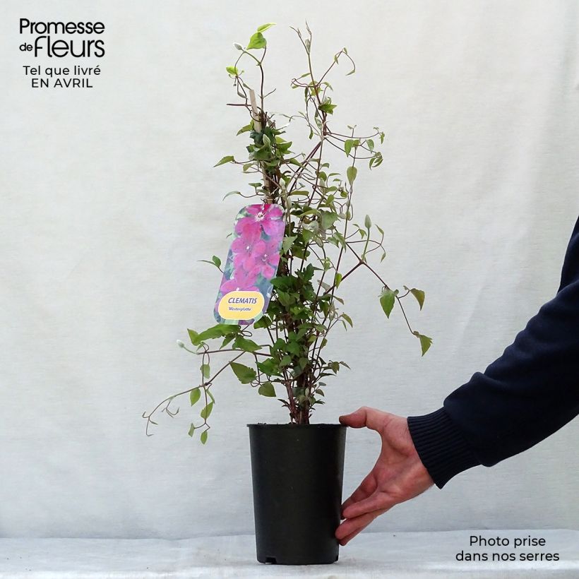 Clematis Westerplatte Maceta 2L/3L Ejemplar entregado en la primavera