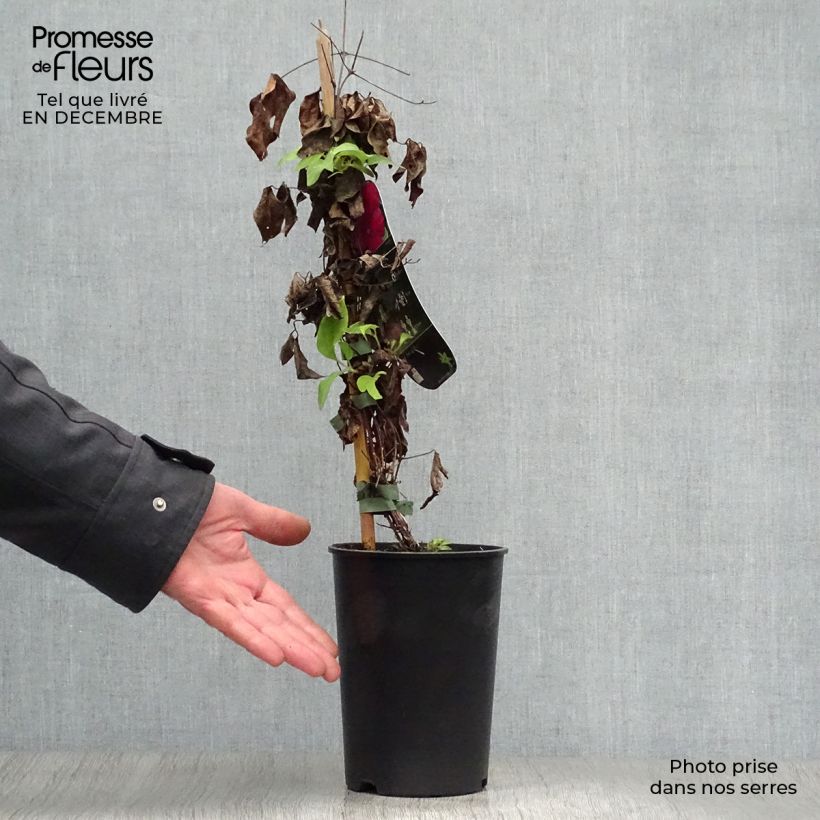 Clematis Westerplatte Maceta 2L/3L Ejemplar entregado en invierno