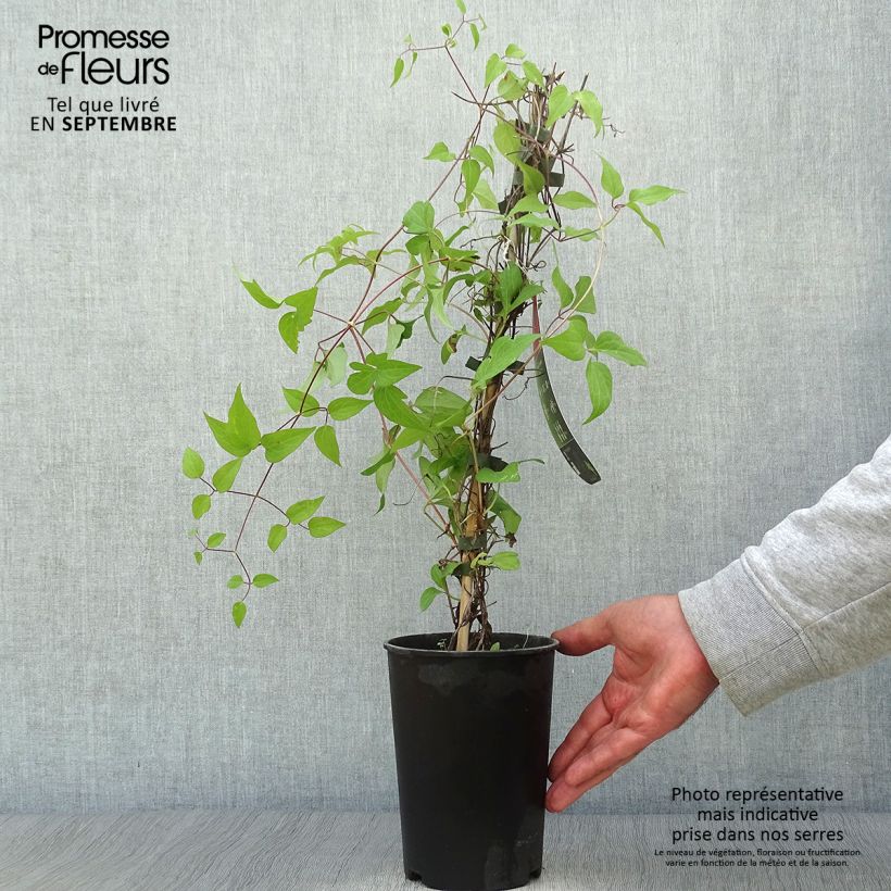 Ejemplar de Clematis Westerplatte Maceta 2L/3L entregado en otoño