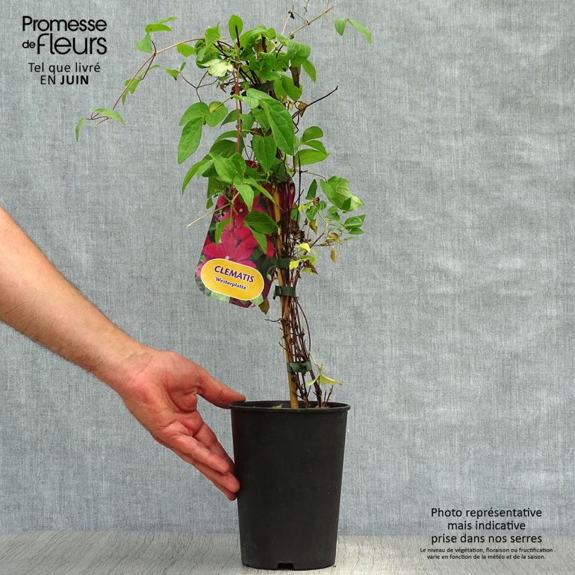 Ejemplar de Clematis Westerplatte Maceta 2L/3L entregado en verano