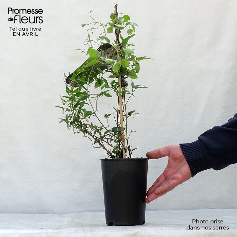 Clematis White Pearl Maceta 2L/3L Ejemplar entregado en la primavera