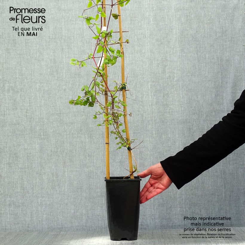Clematis Will Goodwin Maceta 2L/3L Ejemplar entregado en la primavera