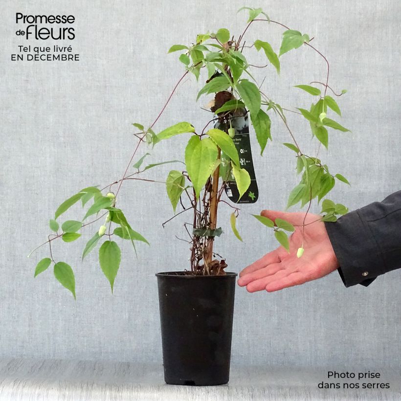 Clematis urophylla Winter Beauty Maceta 2L/3L Ejemplar entregado en invierno