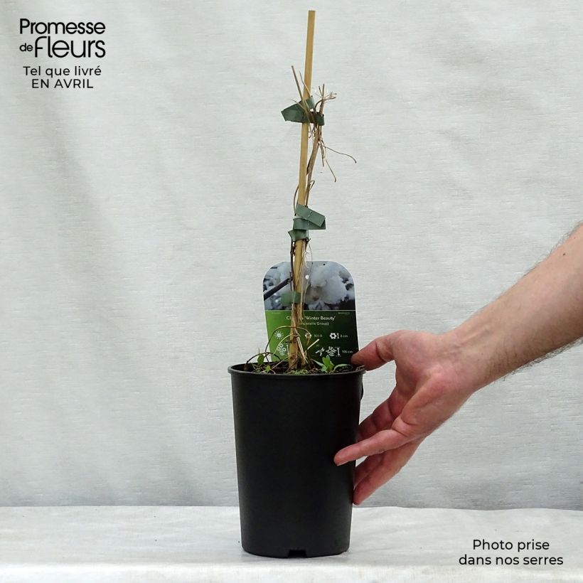 Clematis urophylla Winter Beauty Maceta 2L/3L Ejemplar entregado en la primavera