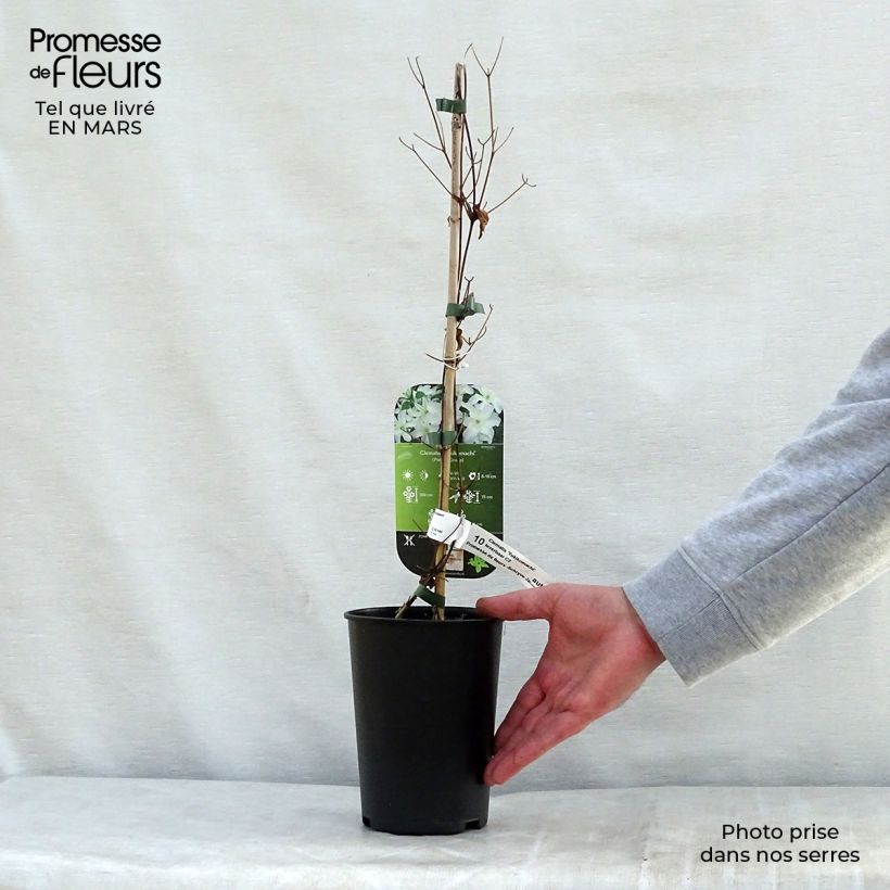 Clematis Yukikomachi Maceta 2L/3L Ejemplar entregado en la primavera