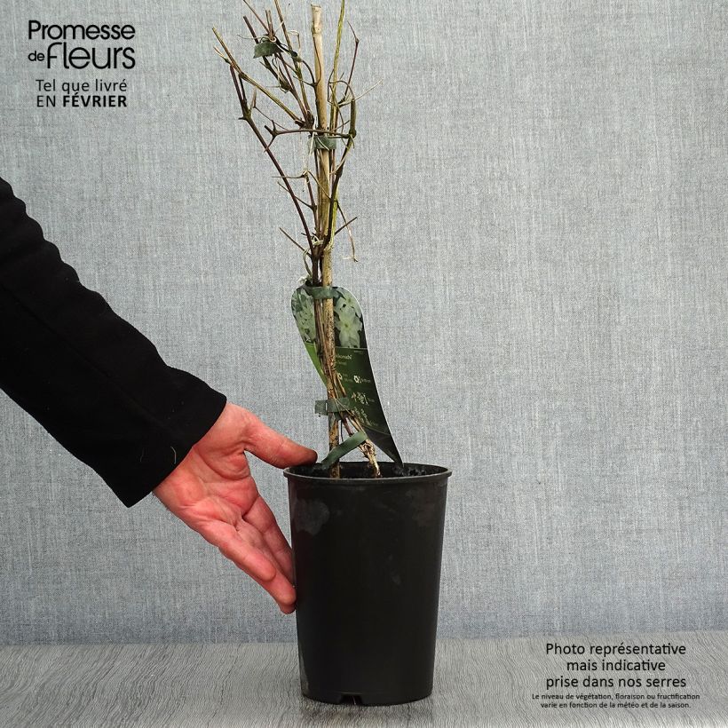 Clematis Yukikomachi Maceta 2L/3L Ejemplar entregado en invierno