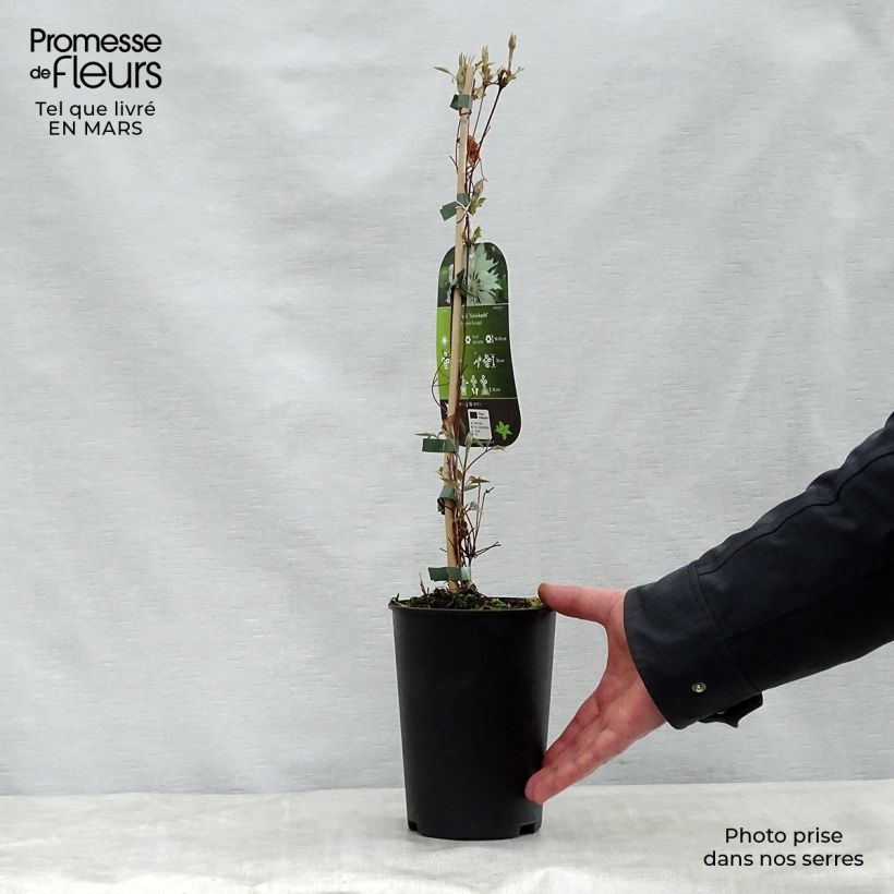 Clematis Yukiokoshi Maceta 2L/3L Ejemplar entregado en la primavera