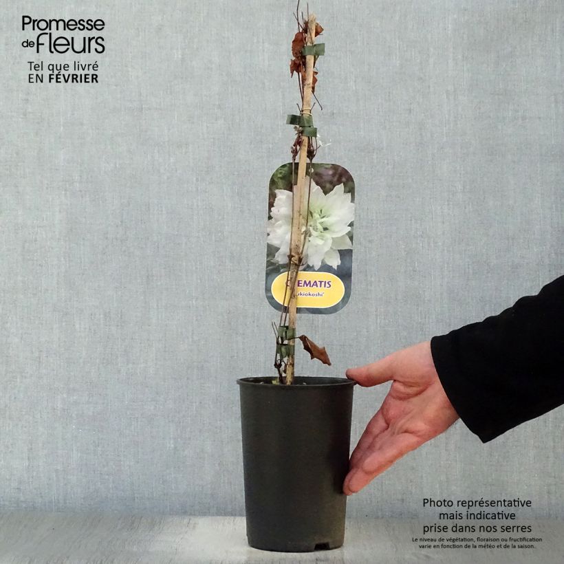 Clematis Yukiokoshi Maceta 2L/3L Ejemplar entregado en invierno