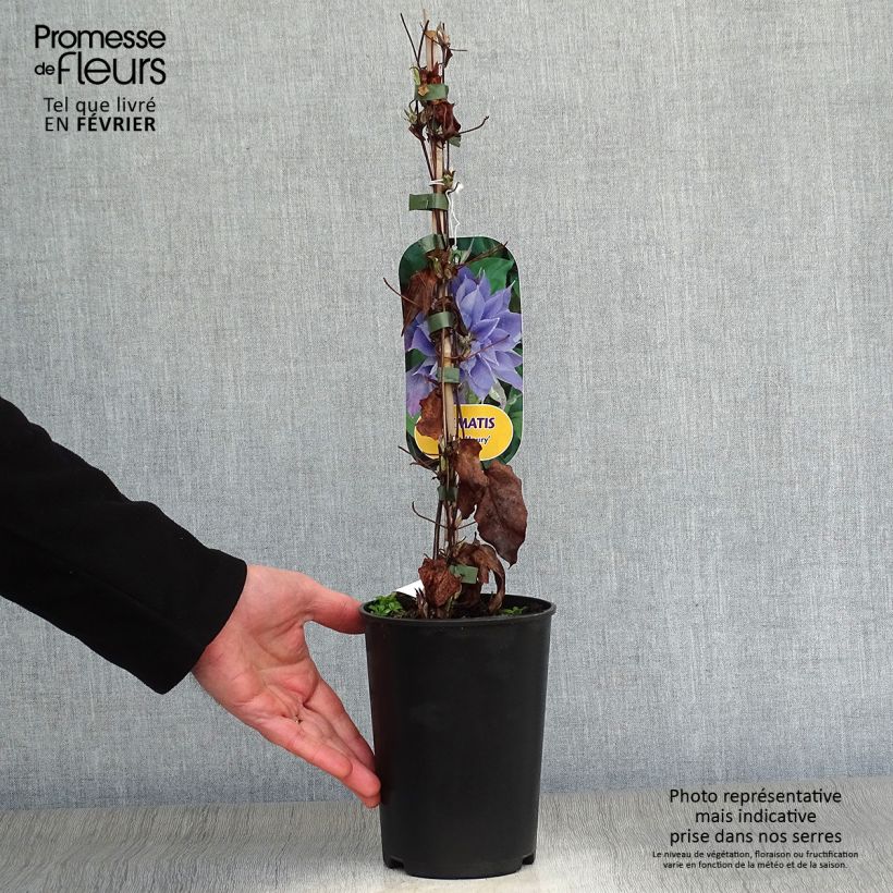 Clematis Yvette Houry Maceta 1,5L/2L Ejemplar entregado en invierno