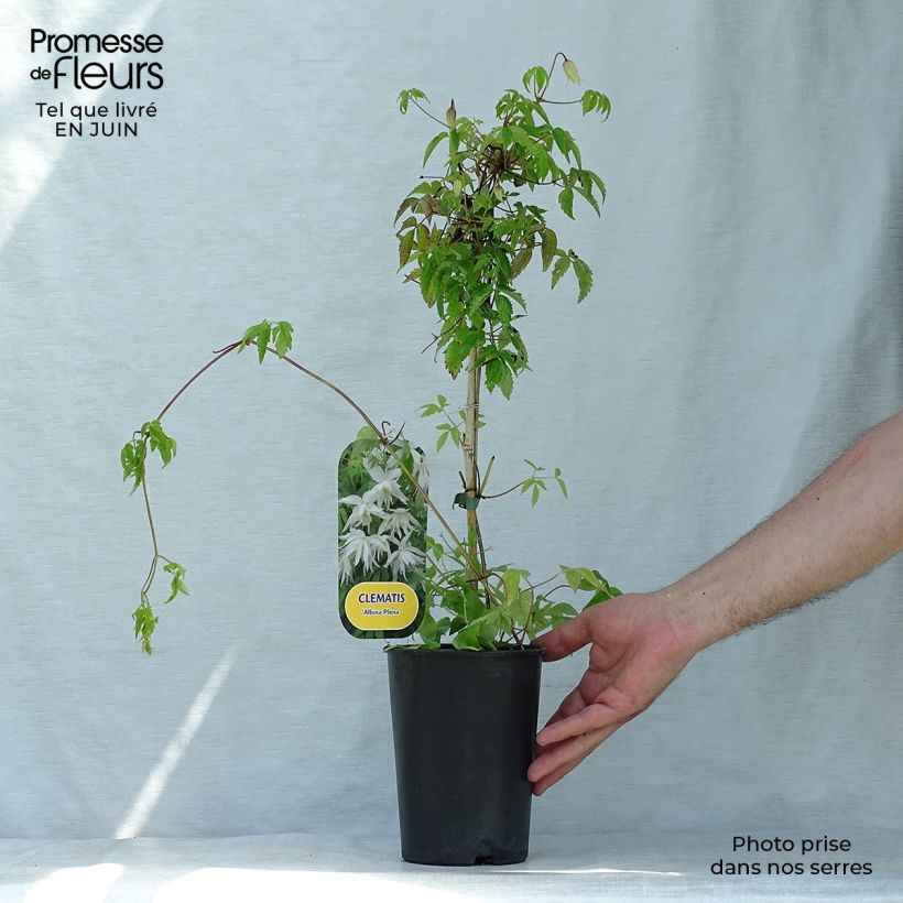 Ejemplar de Clematis alpina Plena Maceta 2L/3L entregado en verano