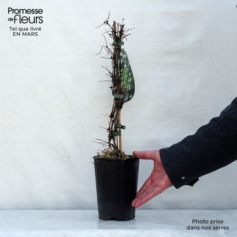 Clematis alpina Plena Maceta 2L/3L Ejemplar entregado en la primavera