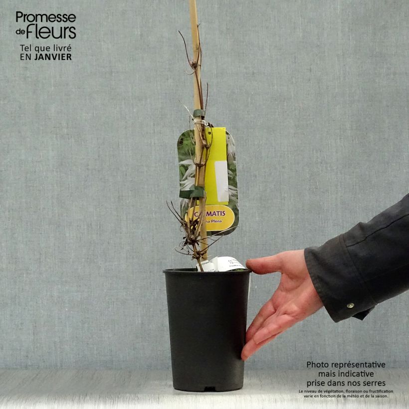 Clematis alpina Plena Maceta 2L/3L Ejemplar entregado en invierno