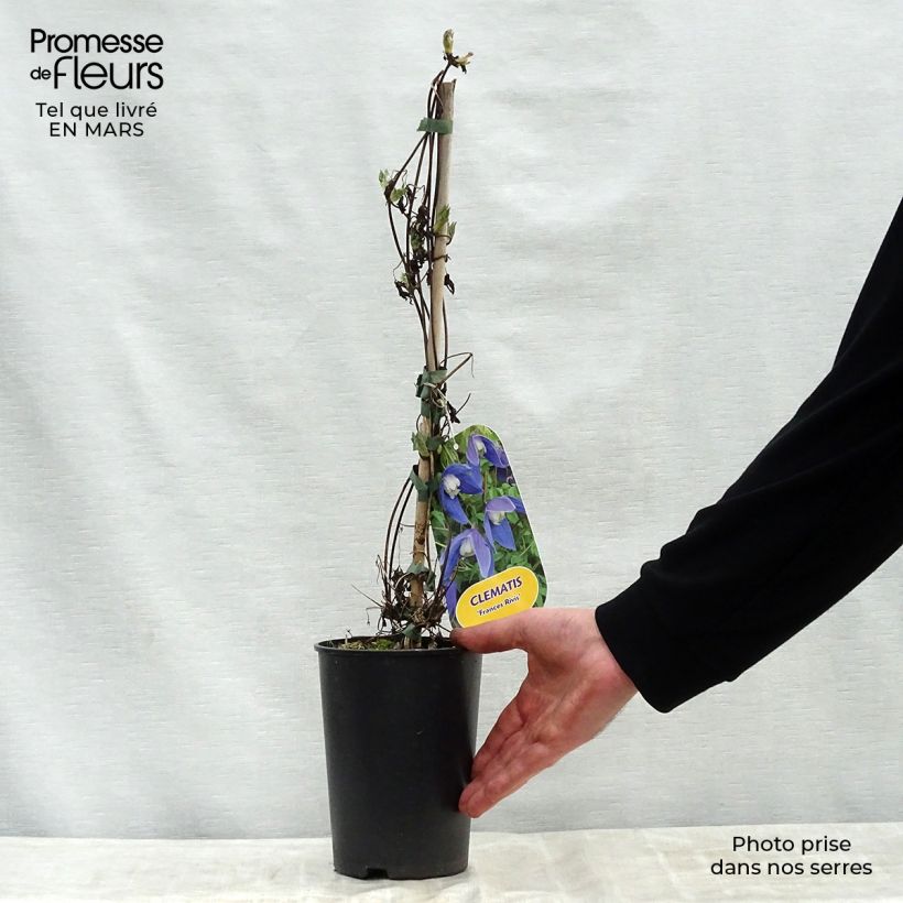 Clematis Francis Rivis Maceta 2L/3L Ejemplar entregado en la primavera