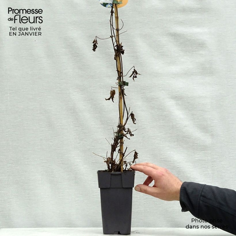 Clematis Ocean Pearl Maceta 2L/3L Ejemplar entregado en invierno