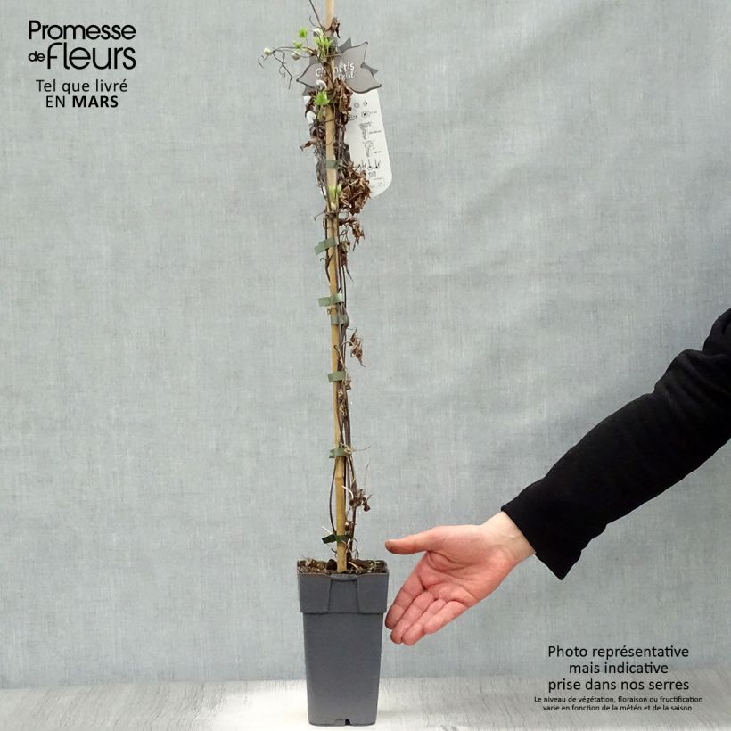 Clematis Ocean Pearl Maceta 2L/3L Ejemplar entregado en la primavera
