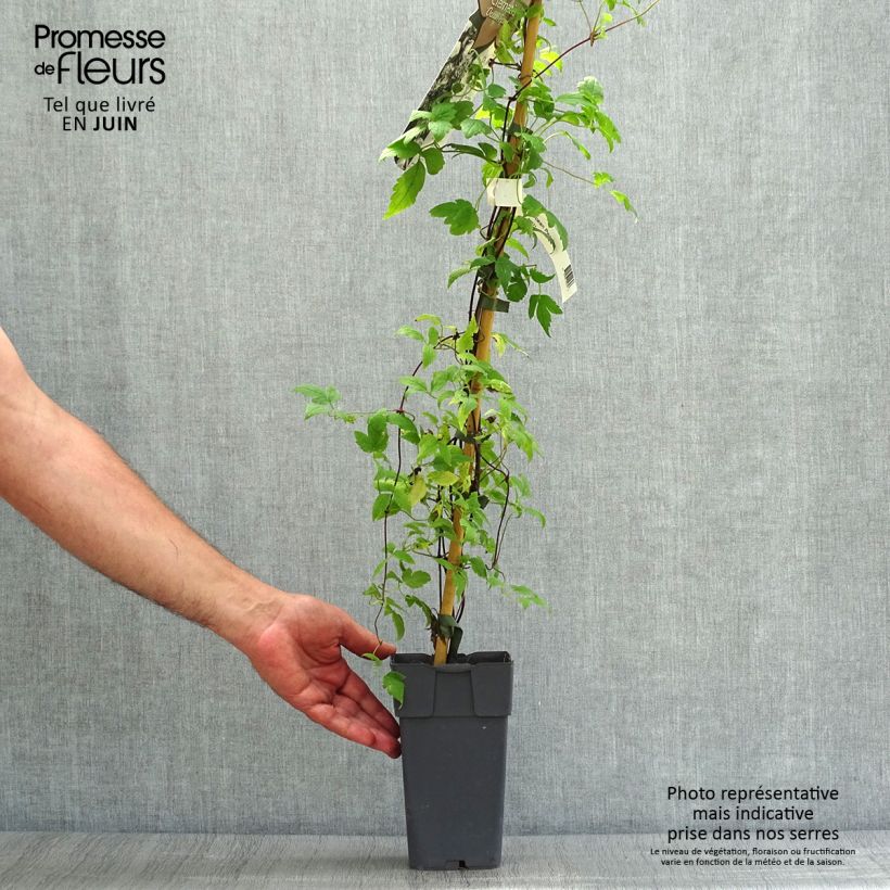 Ejemplar de Clematis Ocean Pearl Maceta 2L/3L entregado en verano