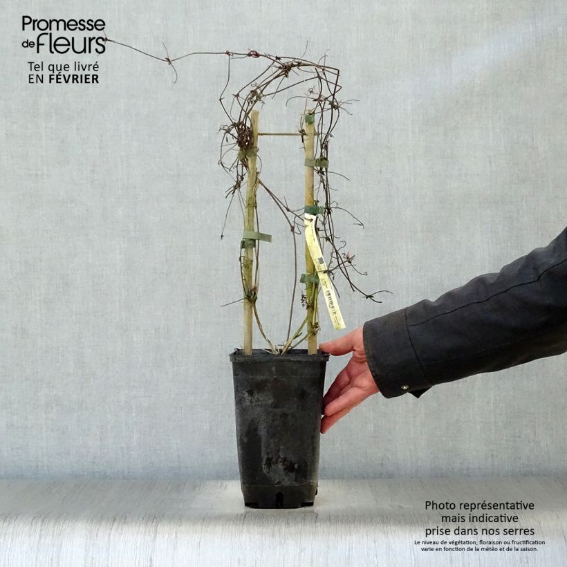 Clematis alpina Maceta 2L/3L Ejemplar entregado en invierno