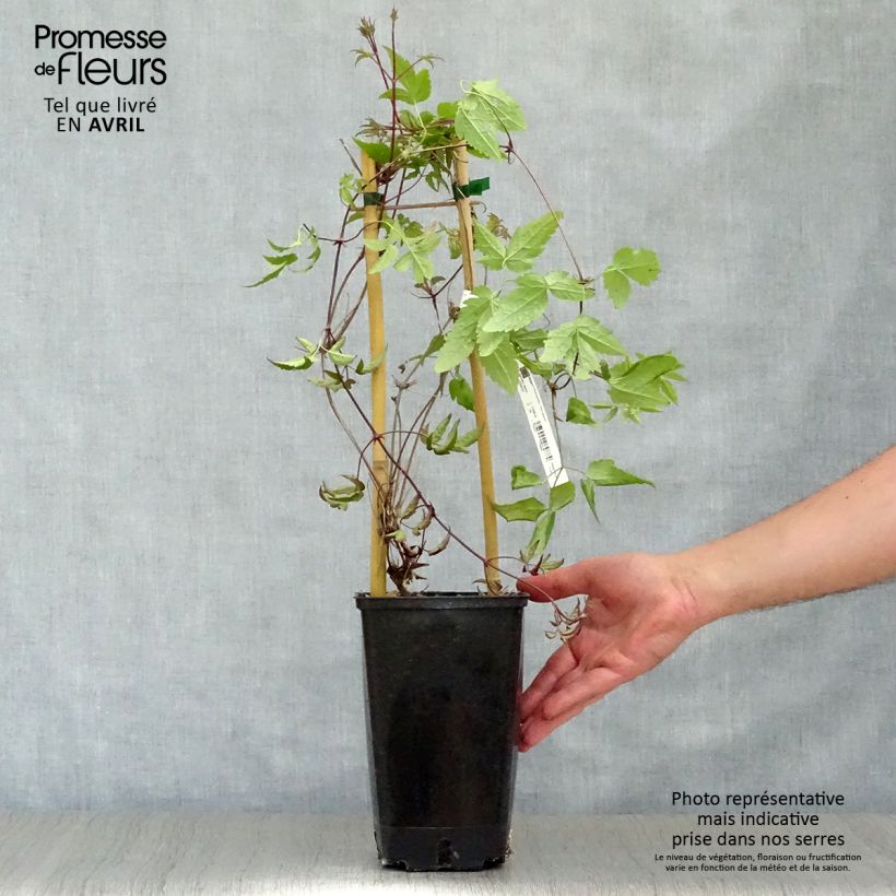 Clematis alpina Maceta 2L/3L Ejemplar entregado en la primavera