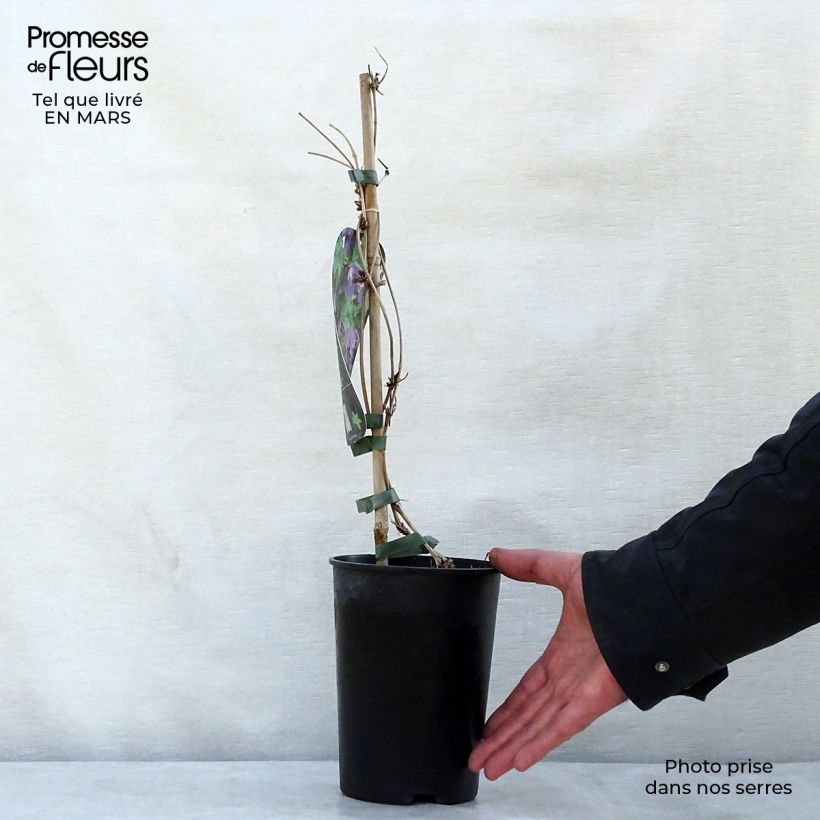 Clematis alpina Ruby Maceta 2L/3L Ejemplar entregado en la primavera