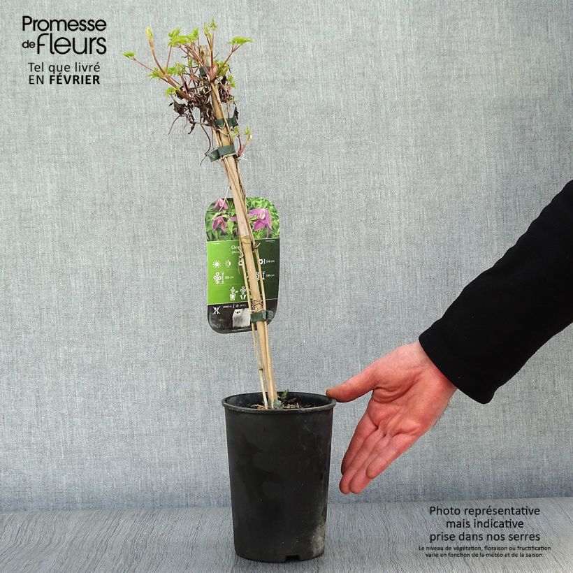 Clematis alpina Ruby Maceta 2L/3L Ejemplar entregado en invierno