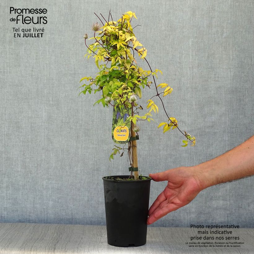 Ejemplar de Clematis Stolwijk Gold Maceta 2L/3L entregado en verano