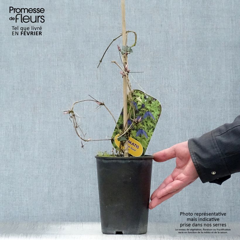 Clematis Stolwijk Gold Maceta 2L/3L Ejemplar entregado en invierno