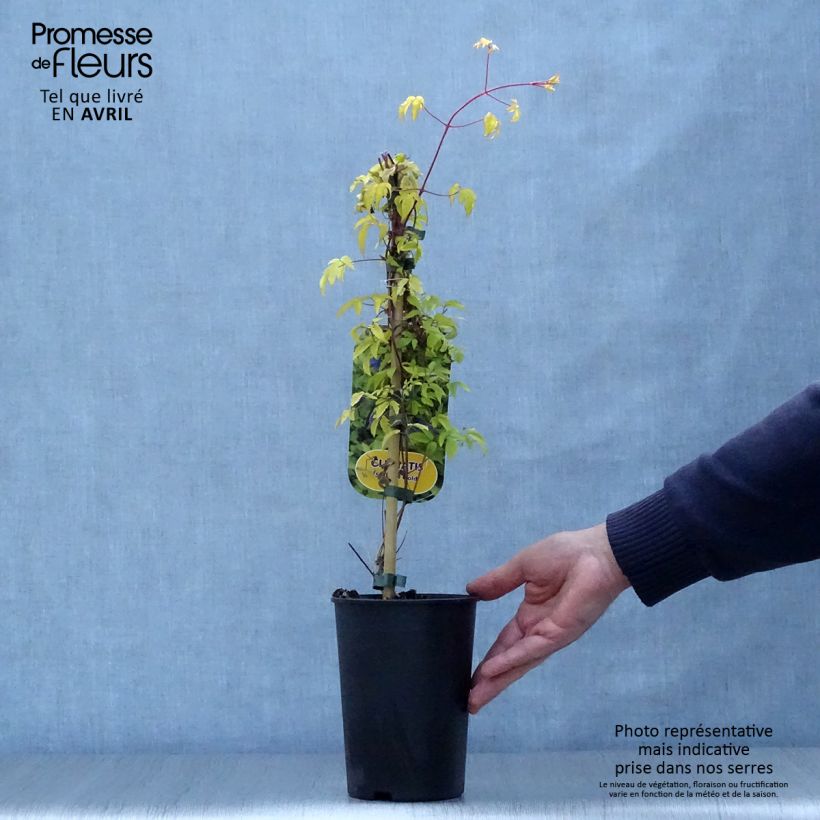 Clematis Stolwijk Gold Maceta 2L/3L Ejemplar entregado en la primavera