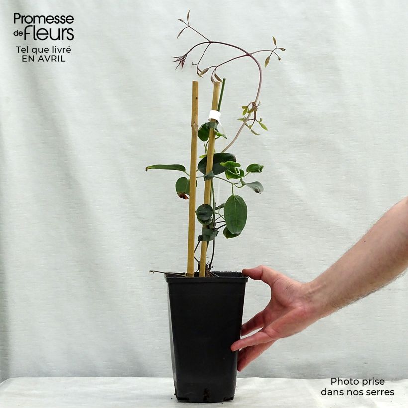 Clematis armandii Apple Blossom - Clemátide de Armand Maceta 2L/3L Ejemplar entregado en la primavera