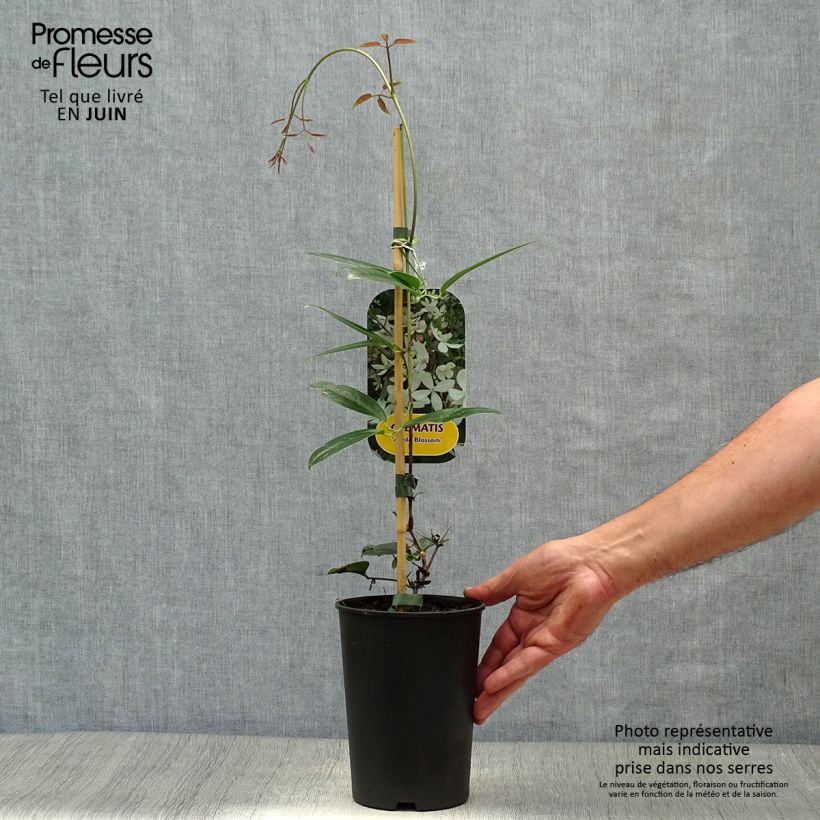 Ejemplar de Clematis armandii Apple Blossom - Clemátide de Armand Maceta 2L/3L entregado en verano