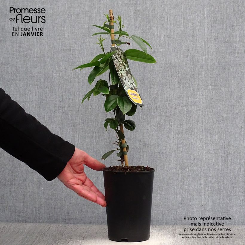 Clematis armandii Apple Blossom - Clemátide de Armand Maceta 2L/3L Ejemplar entregado en invierno