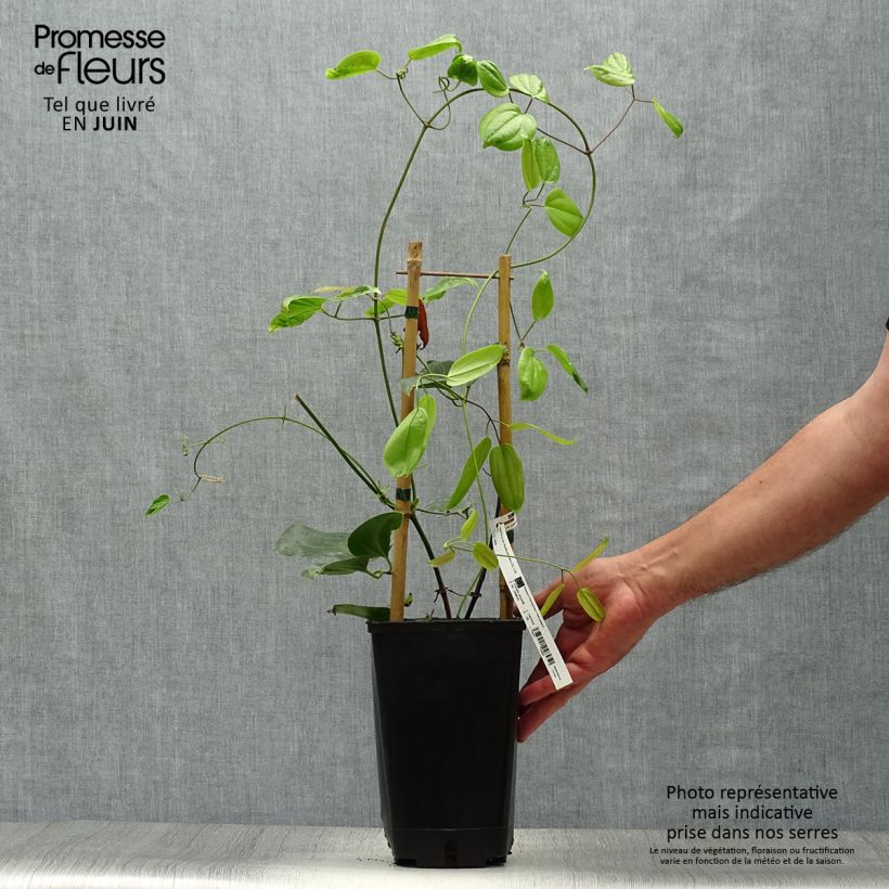 Ejemplar de Clematis armandii Hendersonii Rubra - Clemátide de Armand Maceta 2L/3L entregado en verano