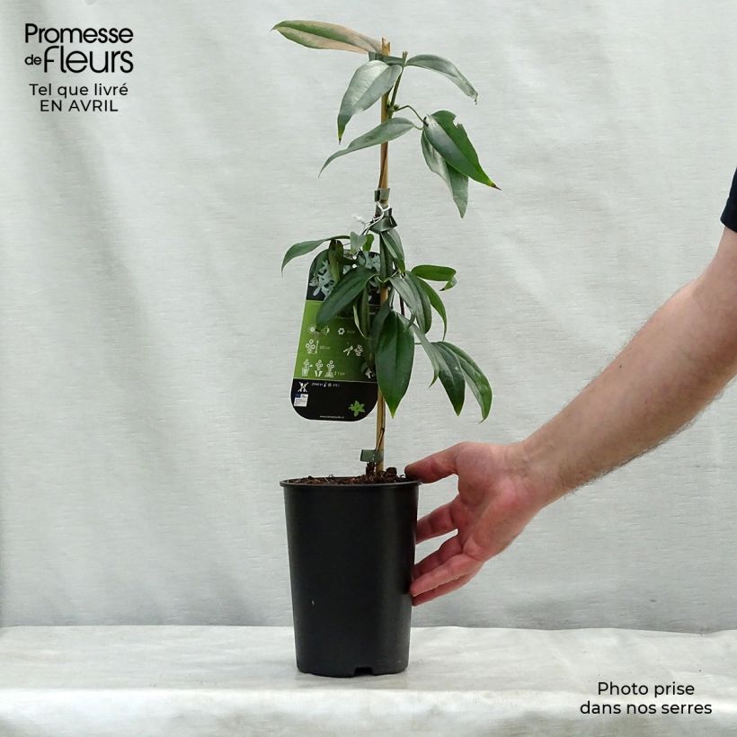 Clematis armandii Little White Charm - Clemátide de Armand Maceta 2L/3L Ejemplar entregado en la primavera