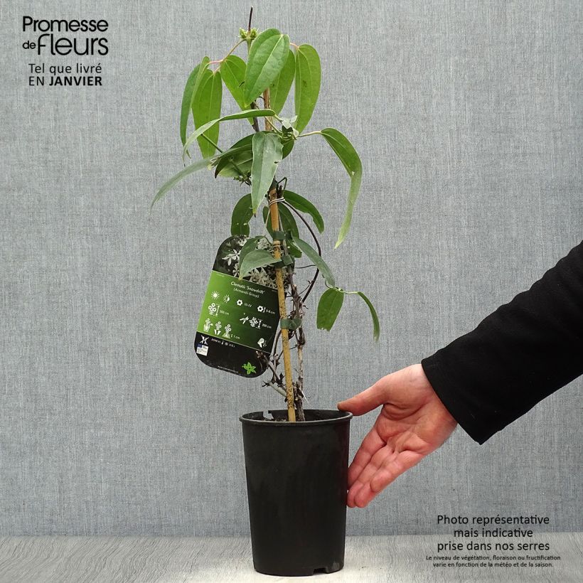 Clematis armandii Snowdrift - Clemátide de Armand Maceta 2L/3L Ejemplar entregado en invierno