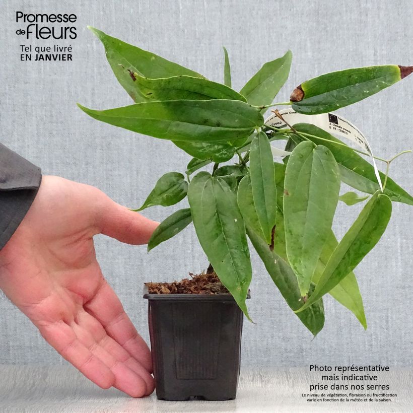 Clematis armandii - Clemátide de Armand Maceta de 8/9 cm Ejemplar entregado en invierno