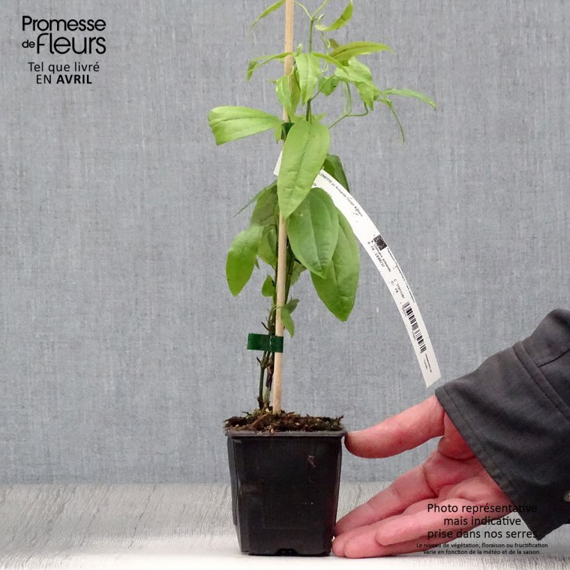 Clematis armandii - Clemátide de Armand Maceta de 8/9 cm Ejemplar entregado en la primavera